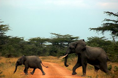 Elefanten überqueren die Piste im Selous-Wildreservat