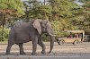Elefant auf Pirschfahrt