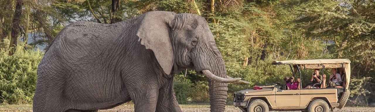 Elefant auf Pirschfahrt