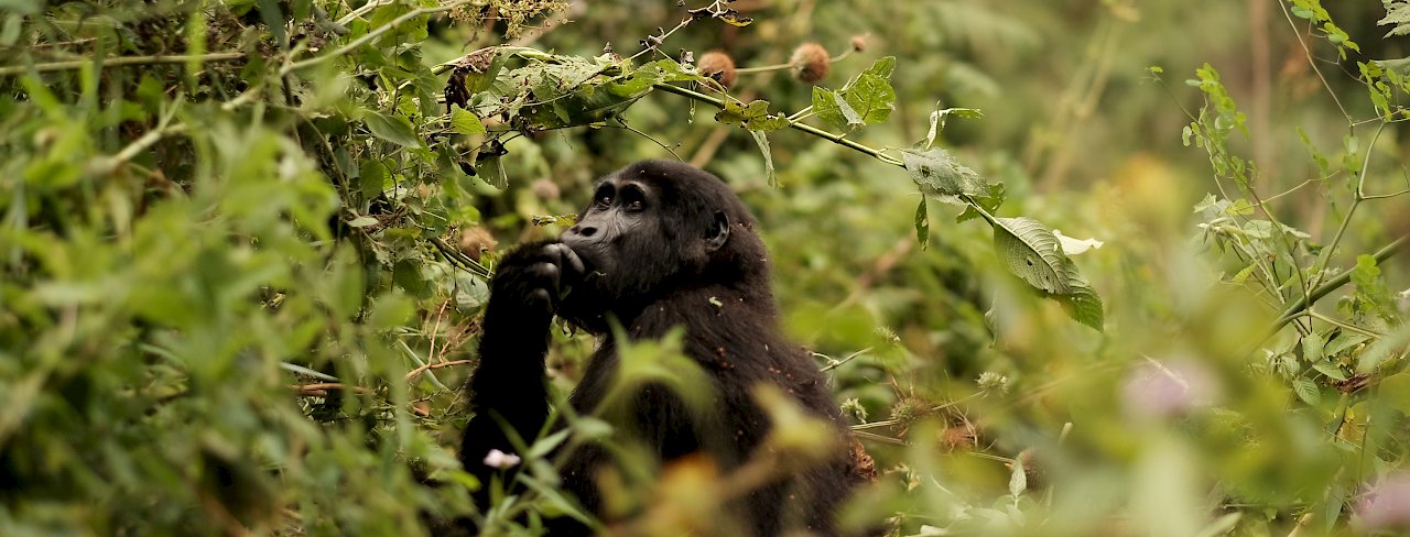 Gorilla im Bwindi-Nationalpark