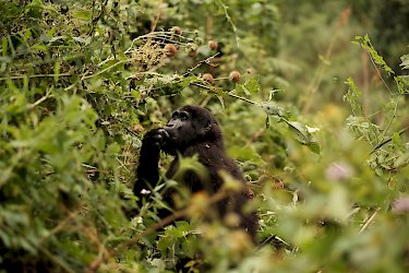 Gorilla im Bwindi-Nationalpark