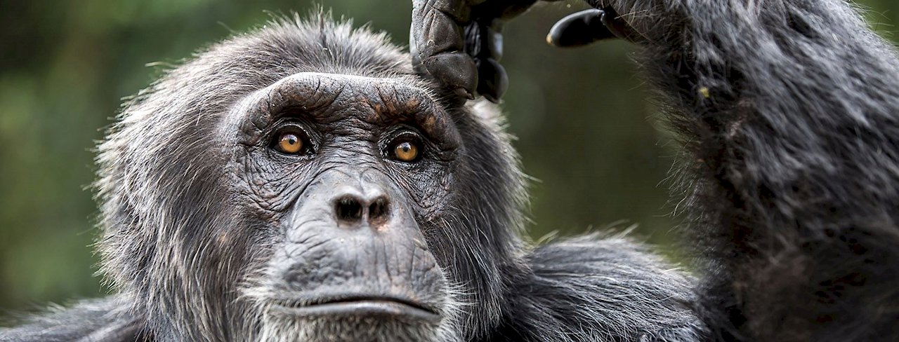 Schimpanse im Kibale-Wald
