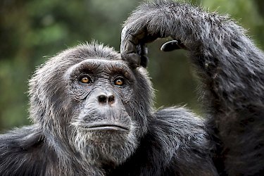 Schimpanse im Kibale-Wald
