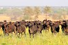 Büffel im Kidepo-Nationalpark