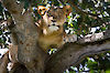 Löwin im Queen-Elizabeth-Nationalpark / Ishasha
