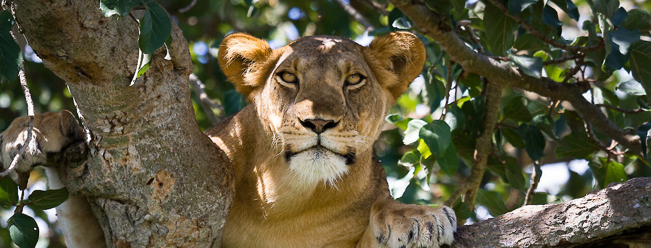 Löwin im Queen-Elizabeth-Nationalpark / Ishasha