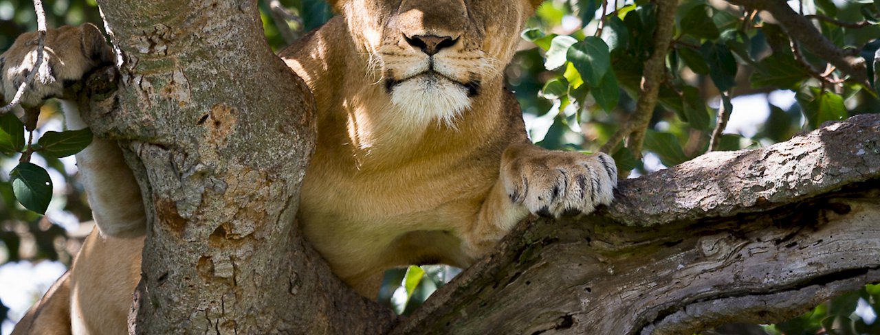 Löwin im Queen-Elizabeth-Nationalpark / Ishasha