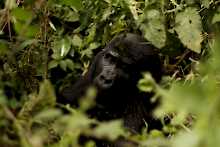 Gorilla im Bwindi-Impenetrable-Nationalpark