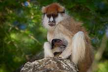 Affen im Murchison-Falls-Nationalpark