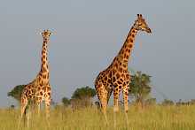 Giraffen im Murchison-Falls-Nationalpark