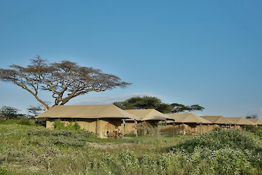 Unterkünfte der Kenzan Tented Camp Ndutu in freier Natur und auf grüner Wiese