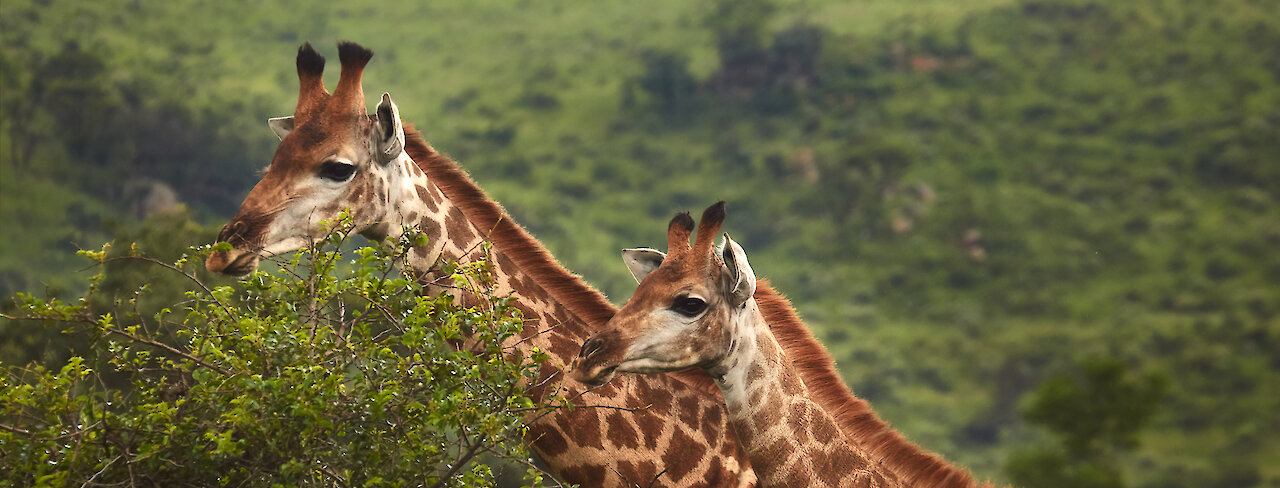 Giraffen im Hluhluwe-iMfolozi-Park