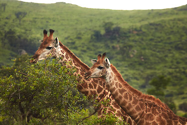Giraffen im Hluhluwe-iMfolozi-Park