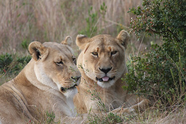 Botlierskop-Private-Game-Reserve