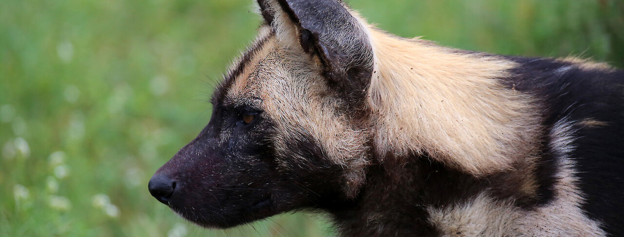 Afrikanischer Wildhund im Madikwe-Game-Reserve