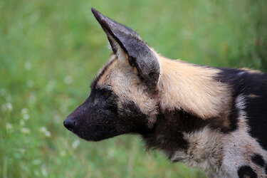 Afrikanischer Wildhund im Madikwe-Game-Reserve