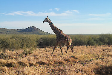 Giraffe im Madikwe-Game-Reserve
