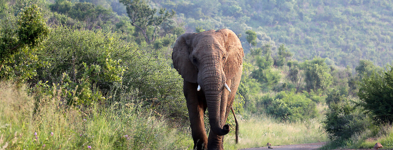 Elefant läuft an der Straße entlang