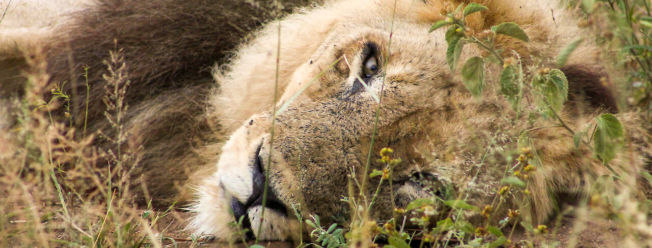 Löwe liegt faul im Gras