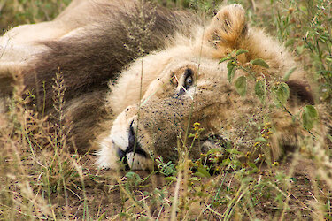 Löwe liegt faul im Gras
