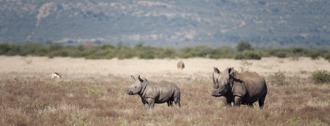 Breitmausnashorn mit Jungtier in Grasebene