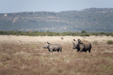 Breitmausnashorn mit Jungtier in Grasebene