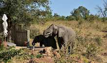 Wasserloch mit Elefant nahe der Lodge
