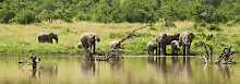 Elefanten am See des Kicheche Laikipia Camp