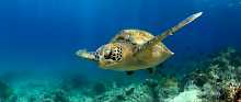 Meeresschildkröte auf Thanda Island