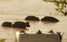 Flusspferde beobachten beim Abendessen im Retreat Selous