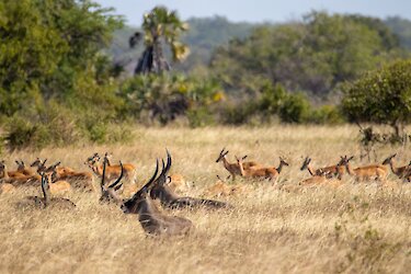 Impalas und Waterbucks im Saadani-Nationalpark