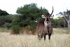Wasserbock im Tarangire-Nationalpark