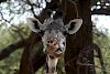 Giraffe im Ruaha-Nationalpark