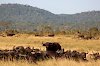 Büffel im Mikumi-Nationalpark