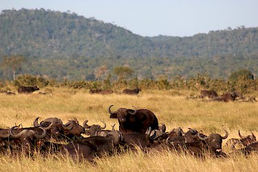 Büffel im Mikumi-Nationalpark