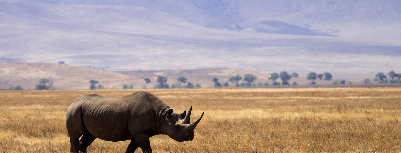 Nashorn im Ngorongoro-Krater
