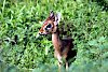 Dik Dik