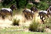 Zebras im Lake Manyara Nationalpark