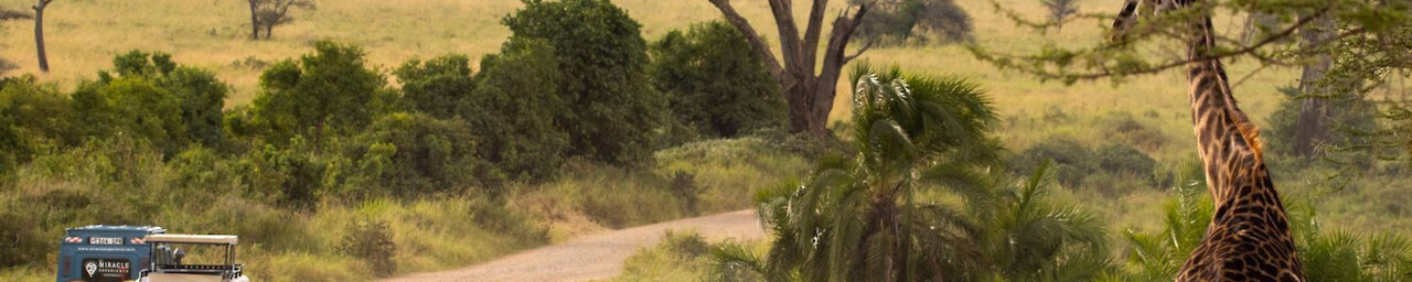 Giraffe blickt auf die vorbeifahrenden Geländewagen