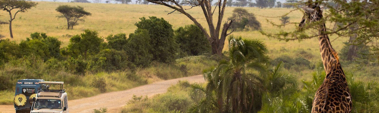 Giraffe blickt auf die vorbeifahrenden Geländewagen