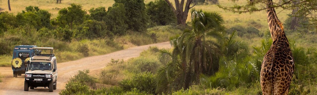 Giraffe blickt auf die vorbeifahrenden Geländewagen
