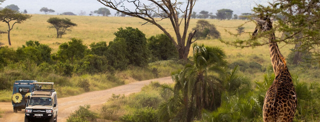 Giraffe blickt auf die vorbeifahrenden Geländewagen